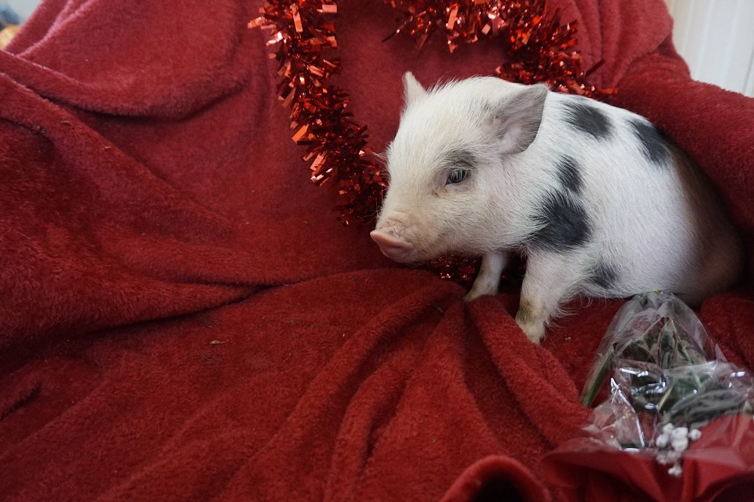 Teacup pigs for sale Teacup Pigs