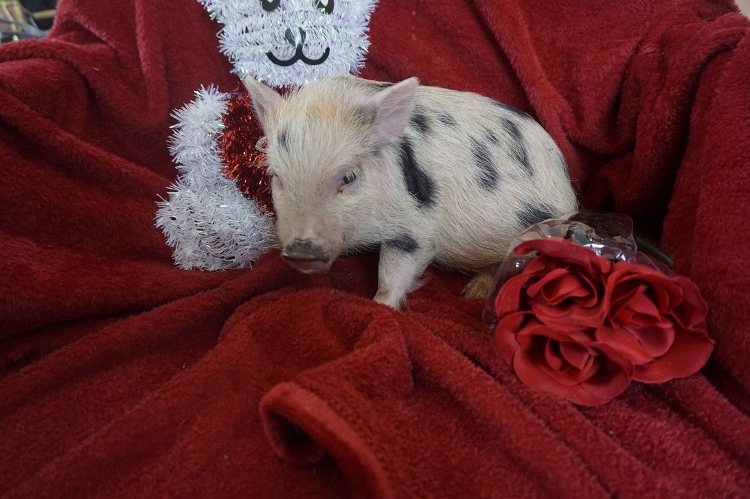 Teacup pigs for sale Teacup Pigs