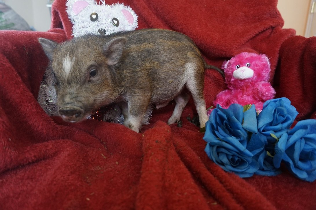 Teacup pigs for sale Teacup Pigs